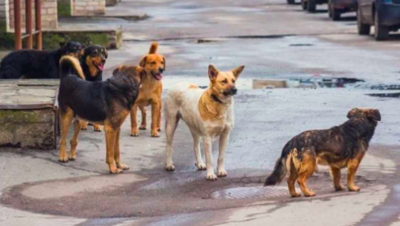 Ηλεία: Σκότωσαν με φόλες σκύλους και γάτες στο Βαρθολομιό