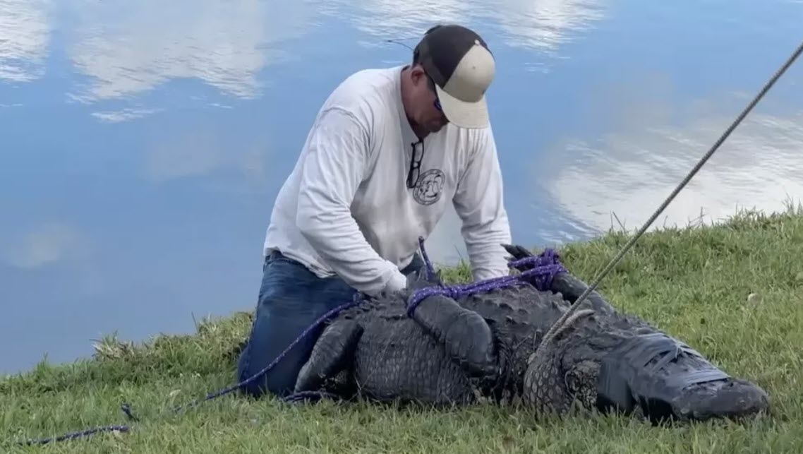 ΗΠΑ: Αλιγάτορας στη Φλόριντα σκότωσε 85χρονη που προσπαθούσε να σώσει τον σκύλο της (Βίντεο)