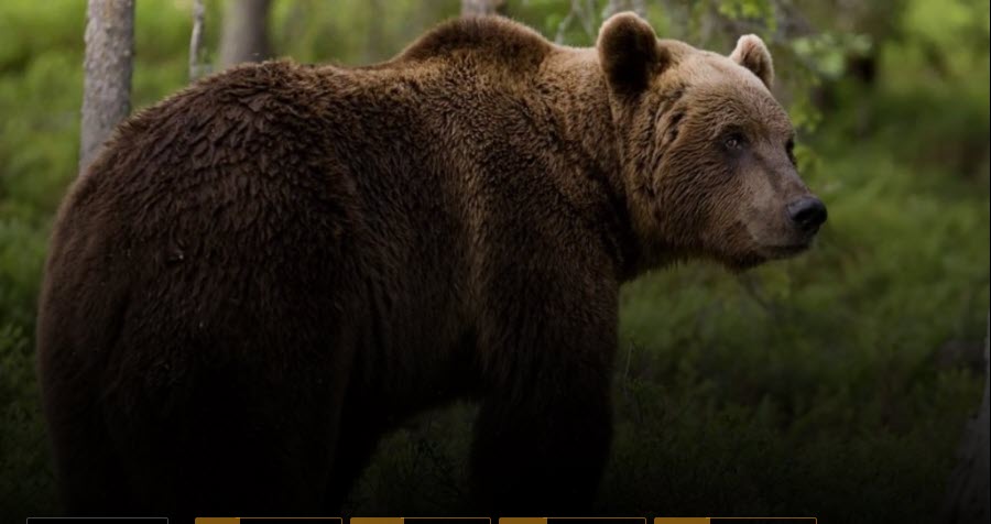 Δυτική Φθιώτιδα: Και άλλη επίθεση αρκούδας σε άνθρωπο - Θύμα της ένας βοσκός