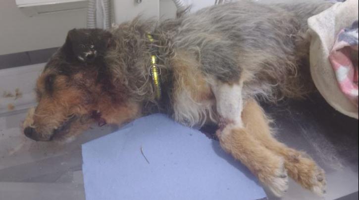Θεσσαλονίκη: Πυροβόλησε σκύλο σε χωριό των Σερρών και τον πέταξε στα σκουπίδια