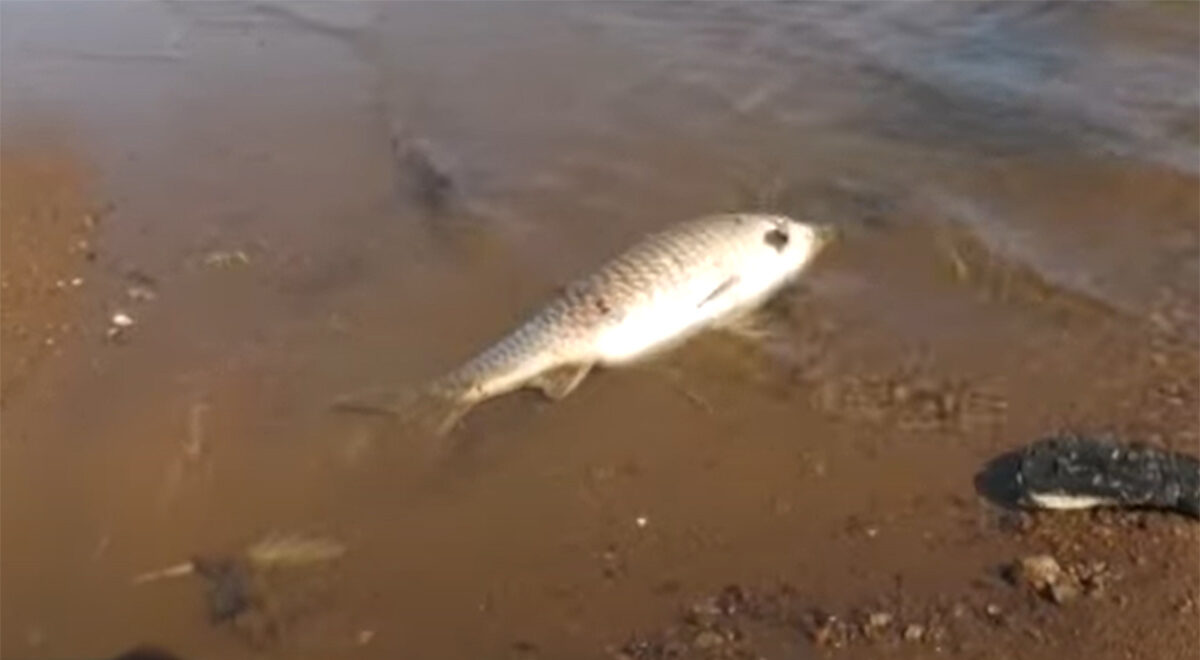 Εκατοντάδες νεκρά ψάρια στη Λίμνη Κερκίνη- Πού οφείλεται το φαινόμενο