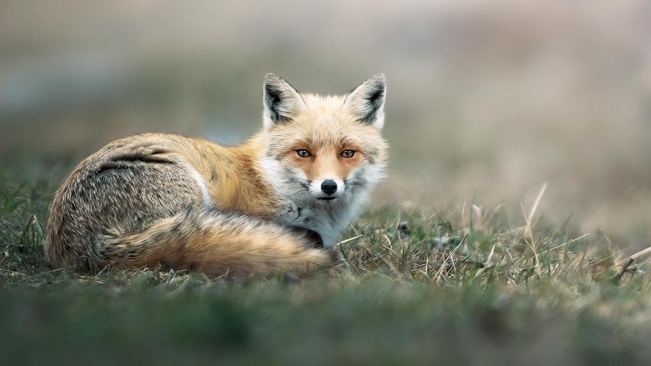 Γρίπη των πτηνών: Νεκρές τρεις αλεπούδες κοντά στο Παρίσι- Ανησυχία ΠΟΥ για εξάπλωση σε θηλαστικά