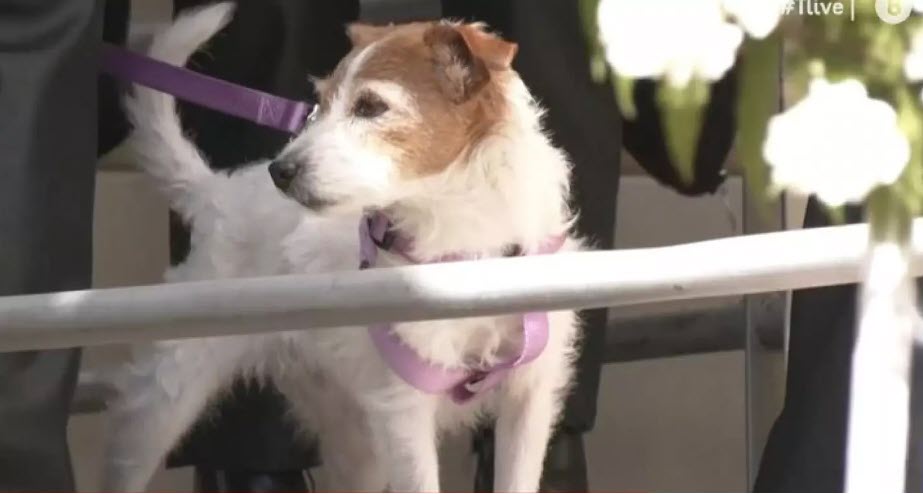 Το σκυλάκι που επέζησε από τη σύγκρουση των τρένων στα Τέμπη και έψαχνε τα αφεντικά του - Ποια είναι η τύχη του;