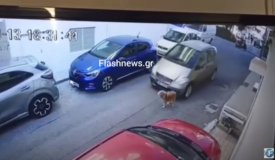 Κρήτη: Πρόστιμο 40.500 ευρώ στην αλλοδαπή γυναίκα που πάτησε εν ψυχρώ το σκυλάκι (βίντεο)