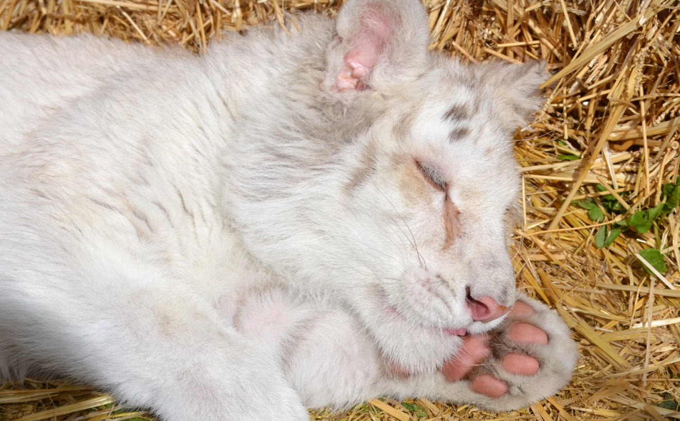 Αττικό Πάρκο: Έγινε ευθανασία στο λευκό τιγράκι – Το «αντίο» από τους ανθρώπους που φρόντιζαν την «Χασίγια»