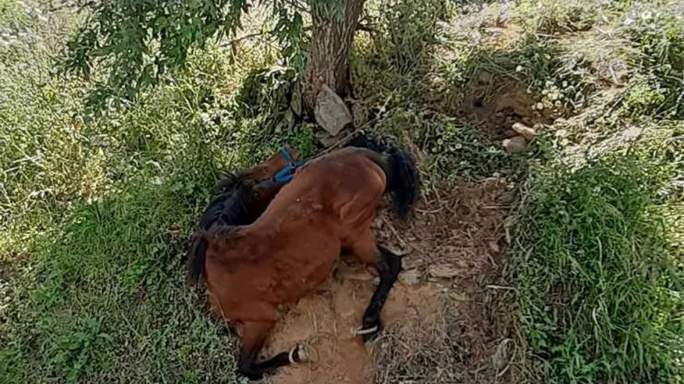 Τζια: Οργή για την άγρια κακοποίηση αλόγου - Συνελήφθη ο ιδιοκτήτης, σκληρές εικόνες