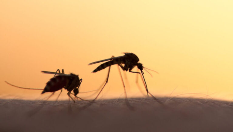 Οδηγίες ΕΟΔΥ: Πώς να προφυλαχθείτε από κουνούπια και ιό του Δυτικού Νείλου