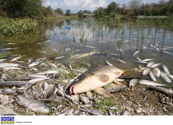 ΠΑΚΟΕ: Οι λίμνες Κερκίνη και Κάρλα «εκβράζουν θάνατο» και οι εκλογές δεν είναι δικαιολογία για την απραξία
