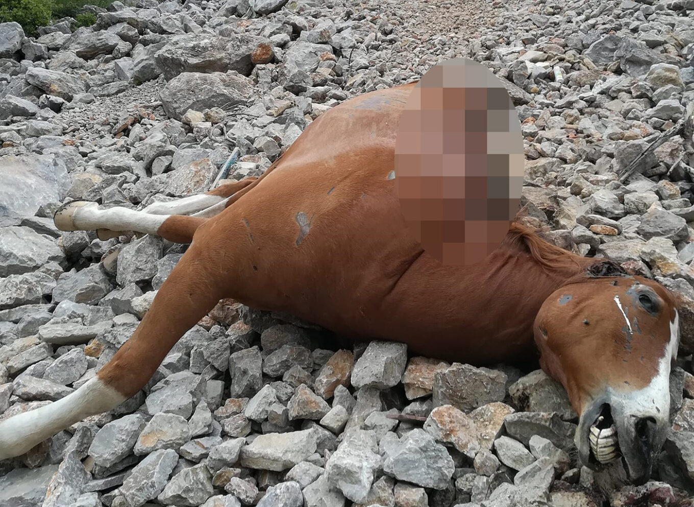 Φρίκη με νεκρά άλογα στη Δυτική Πάρνηθα - Τα πέταξαν ζωντανά στον γκρεμό;