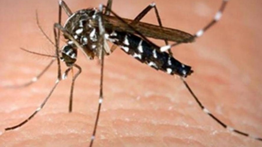 Ισραήλ: Ανακαλύφθηκε αντικουνουπικό που «κρύβει» τον άνθρωπο από τα κουνούπια