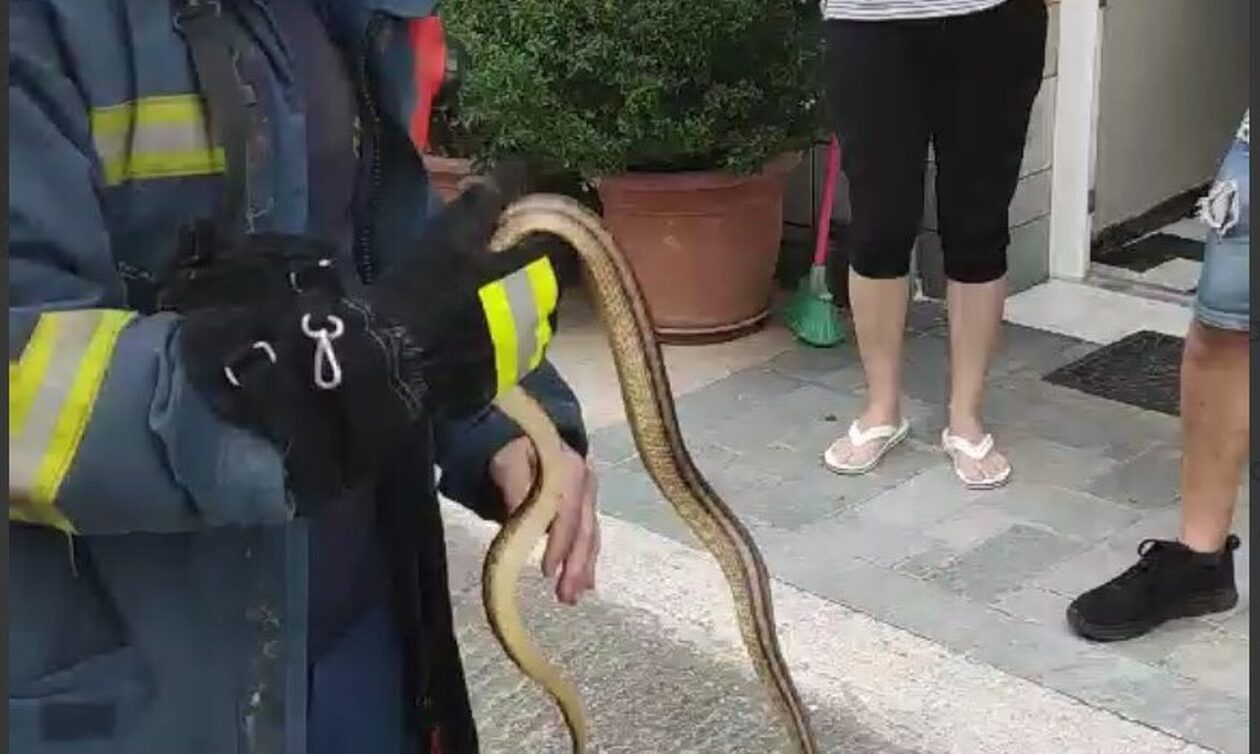Θεσσαλονίκη: Εντοπίστηκε φίδι 2 μέτρων σε ντουζιέρα σπιτιού