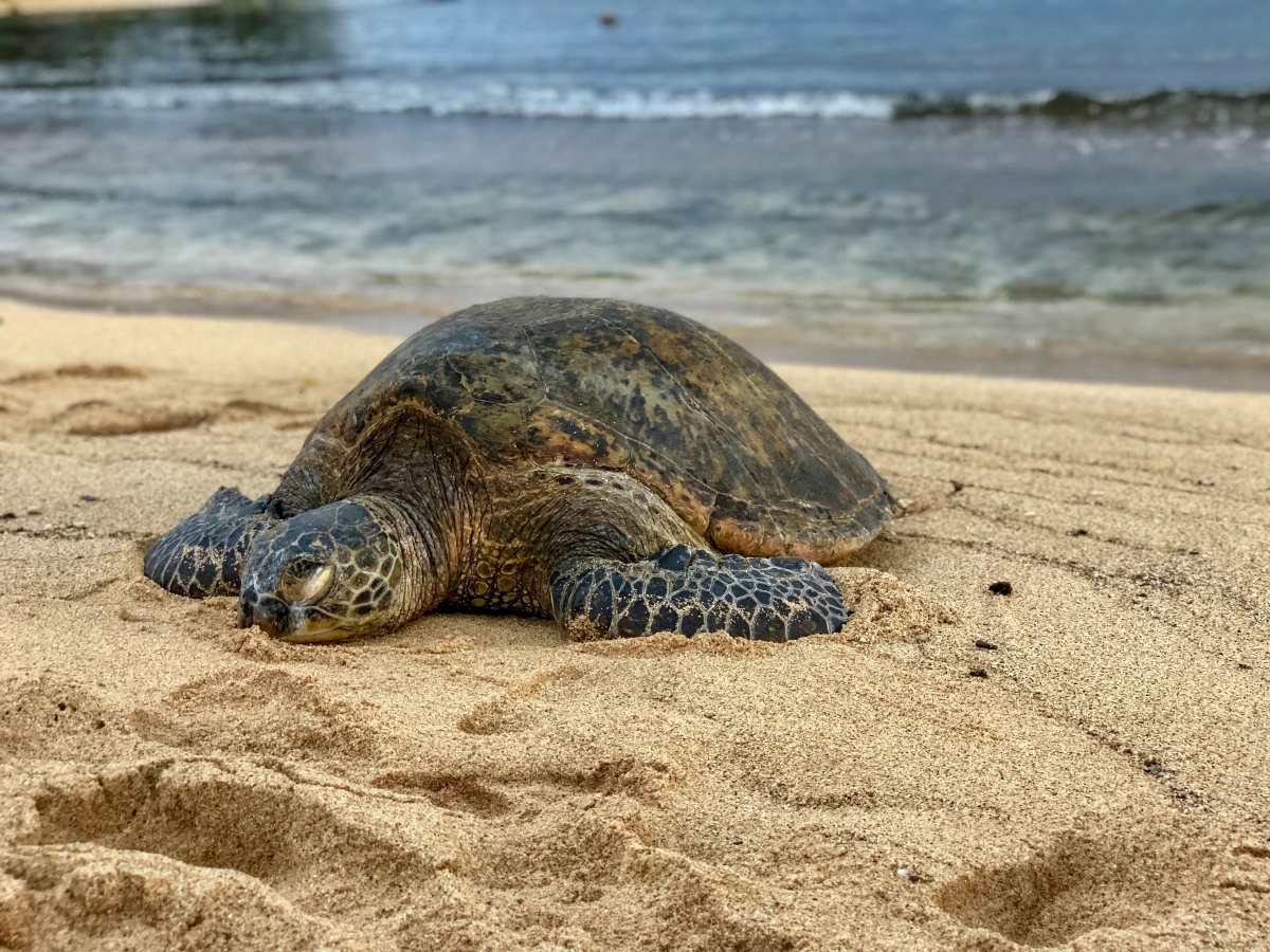 Οι χελώνες καρέτα καρέτα μεταναστεύουν λόγω κλιματικής αλλαγής- Έκαναν αυγά σε παραλίες της Ισπανίας