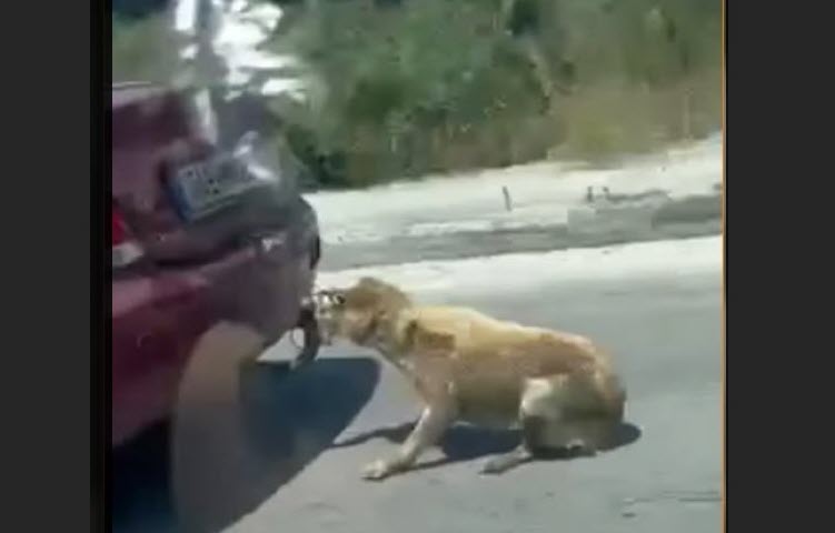 Μηταράκης - Ζάκυνθος: Συνελήφθη ο άνδρας που έσερνε σκύλο με το αυτοκίνητο