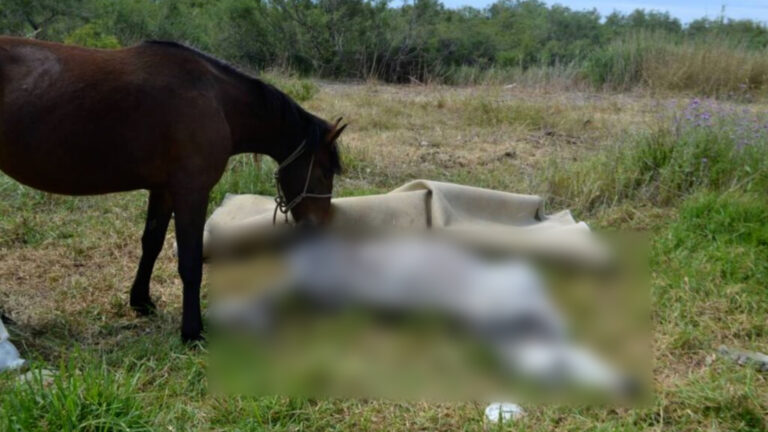 Βόλος: Άλογο πνίγηκε απο το σχοινί που ήταν δεμένο- Συνελήφθη ο δράστης