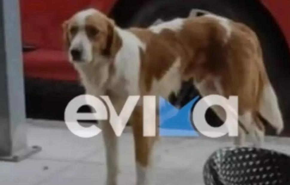 Κτηνωδία στην Εύβοια: Πυροβόλησαν το αδέσποτο σκυλί – μασκότ της Κύμης