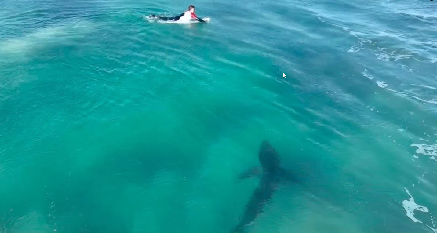 Νότια Αφρική: Μεγάλος λευκός καρχαρίας καταδιώκει σέρφερ!