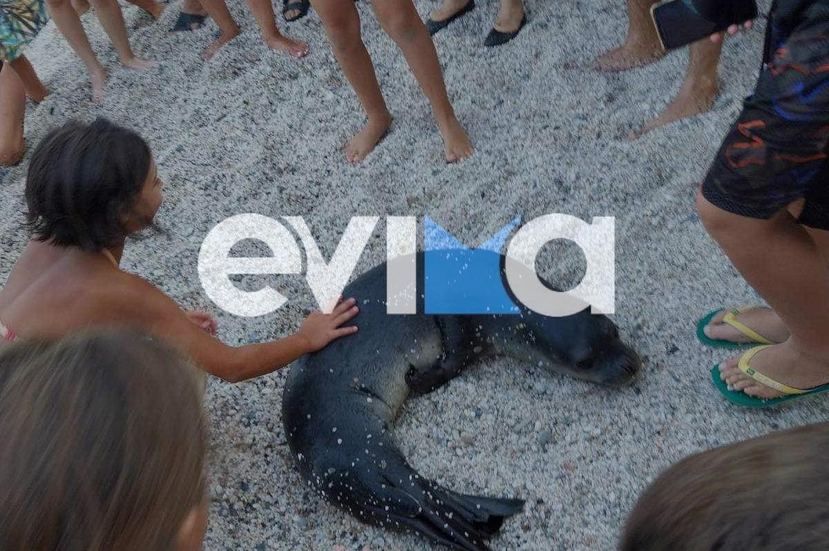 Εύβοια: Μια χαριτωμένη φώκια βγήκε σε παραλία και τους τρέλανε όλους