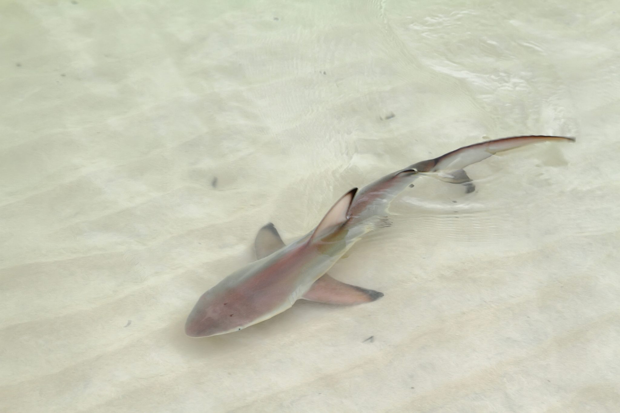 Σαλαμίνα: Καρχαρίας – μωρό «έκοβε βόλτες» σε παραλία – Η αντίδραση των λουόμενων