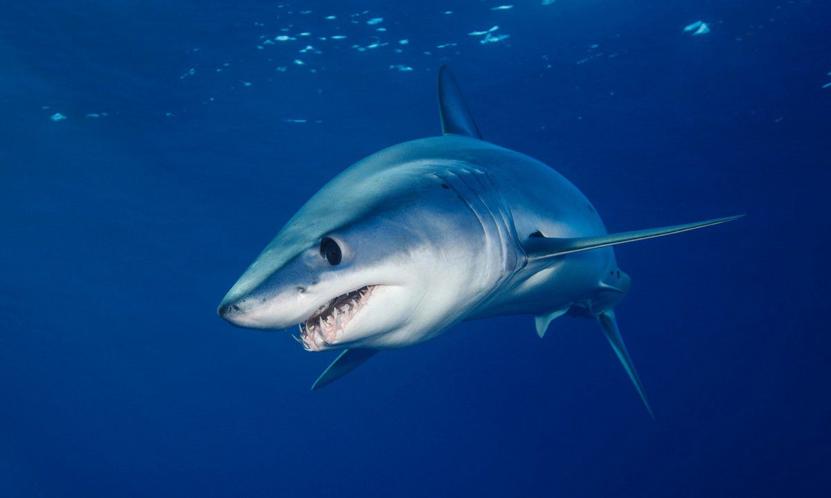 Φόβος και ανησυχία στις ελληνικές θάλασσες: Εμφανίστηκε καρχαρίας που είναι ταχύτατος και επιθετικός
