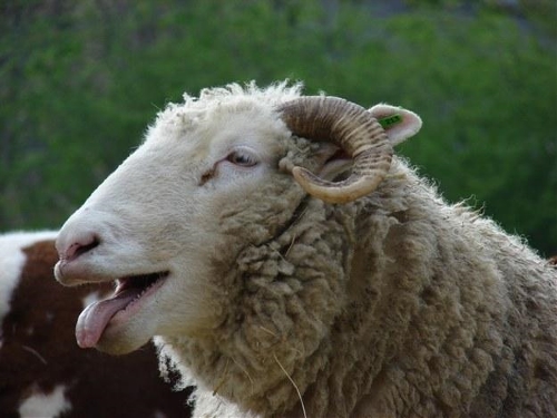 Μαγνησία: Πρόβατα έφαγαν πάνω από 100 κιλά κάνναβη