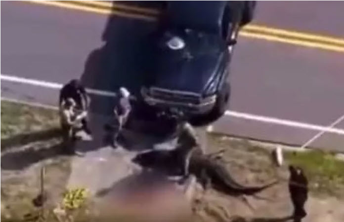 Τρόμος σε δρόμο της Φλόριντα: Τεράστιος αλιγάτορας "κυκλοφορούσε" έχοντας πτώμα ανθρώπου στο στόμα του!