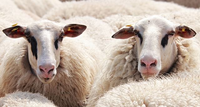 Κατατέθηκε στη Βουλή το νομοσχέδιο για την ενίσχυση της πρότυπης κτηνοτροφίας