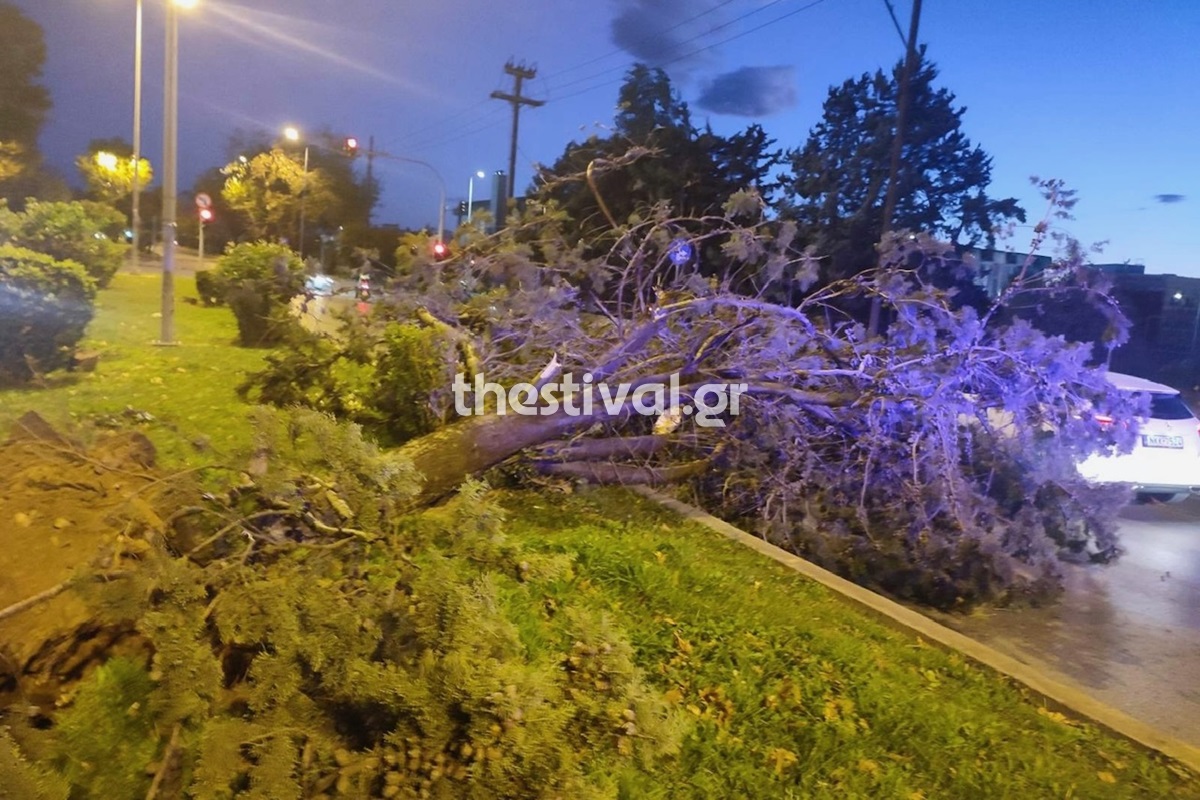 Θεσσαλονίκη: Δέντρα έπεσαν στην Αγίου Δημητρίου λόγω των ισχυρών ανέμων