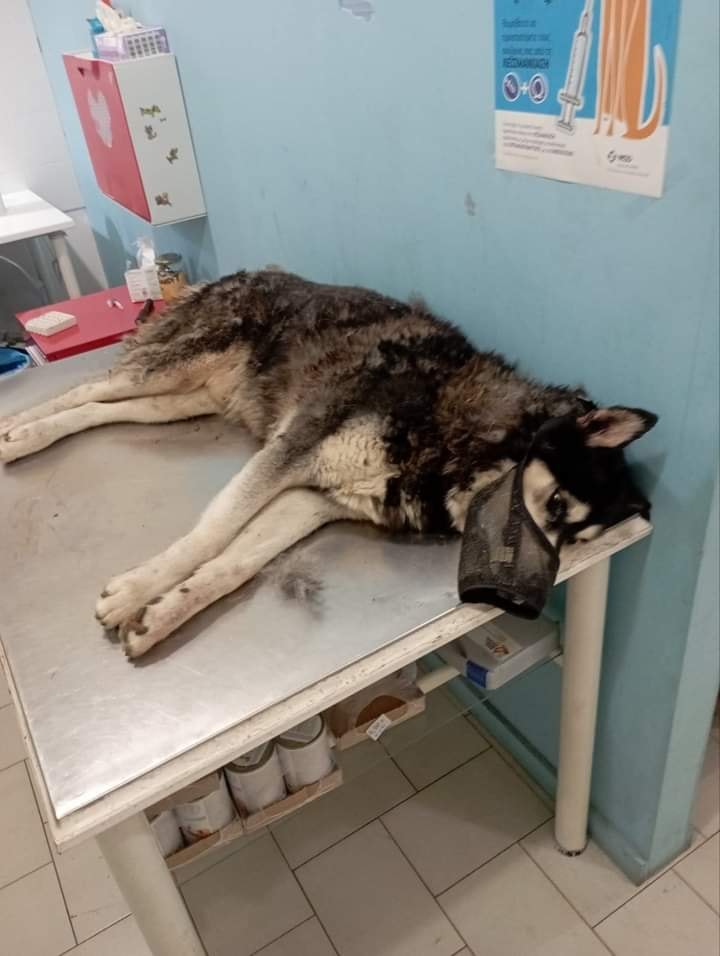 Παρέμβαση της Εισαγγελίας του Αρείου Πάγου για τον άγριο βασανισμό σκύλου στην Αράχοβα