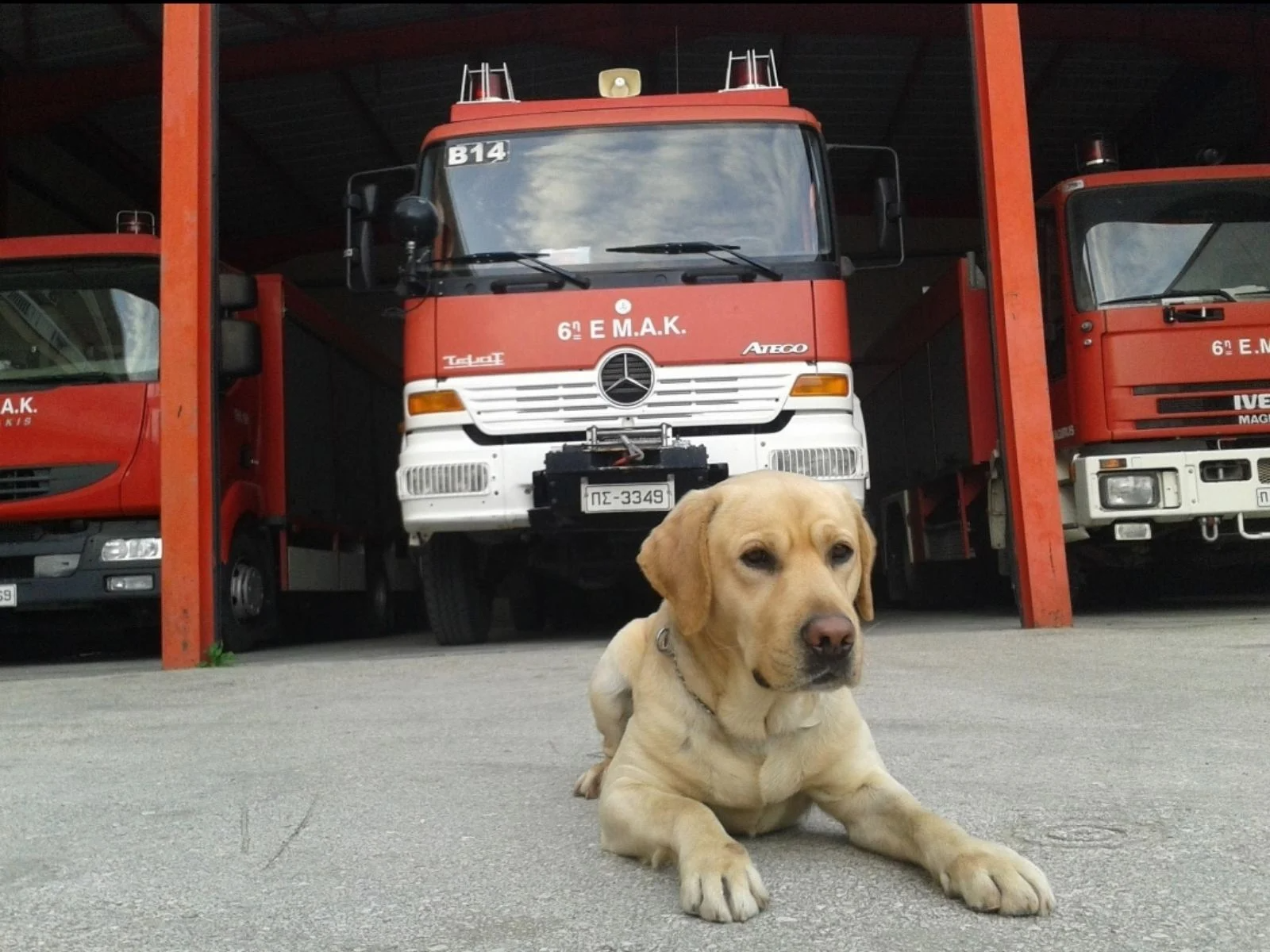 Το συγκινητικό «αντίο» της Πυροσβεστικής στον διασωστικό σκύλο Max, της 6ης ΕΜΑΚ