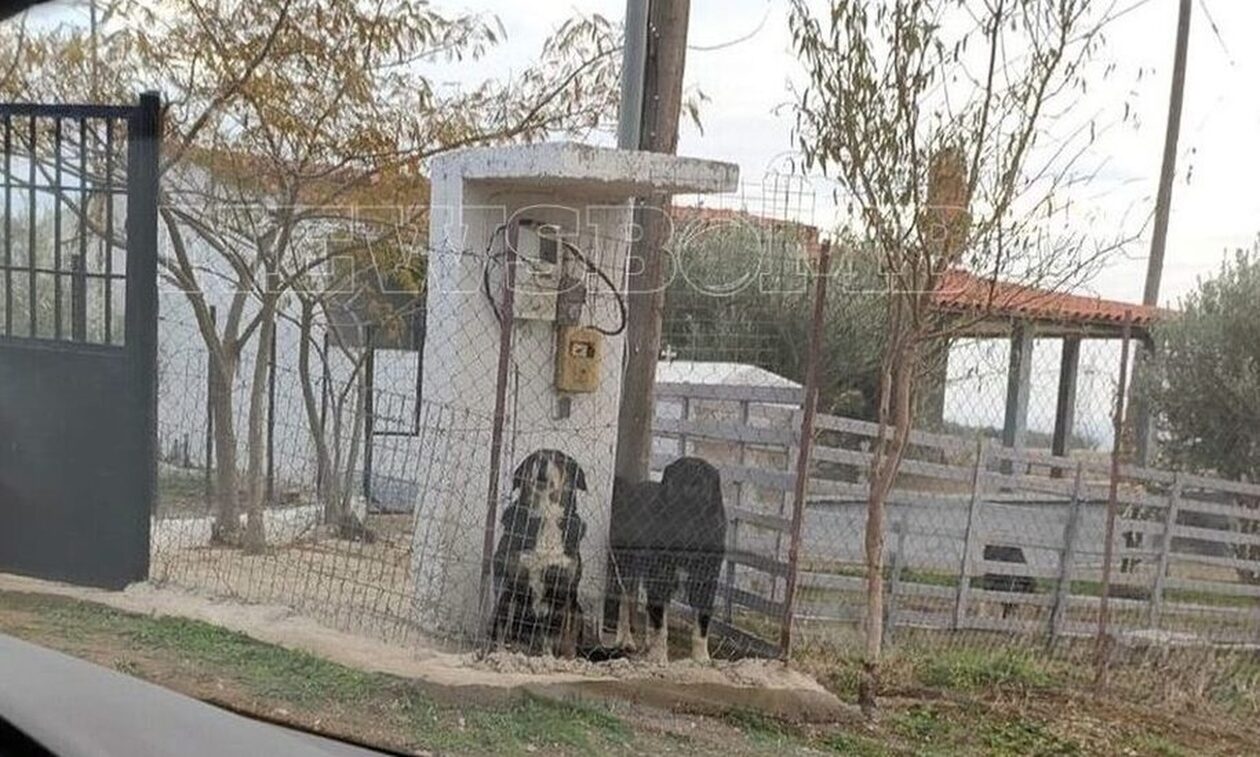 Θεσσαλονίκη: Στη φυλακή ο ιδιοκτήτης των τριών σκυλιών που κατασπάραξαν την 50χρονη
