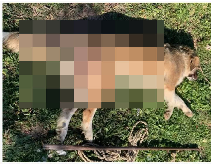 Παρέμβαση της αντεισαγγελέως του Αρείου Πάγου Α. Μασούρα για την άγρια κακοποίηση σκύλου στα Μέγαρα