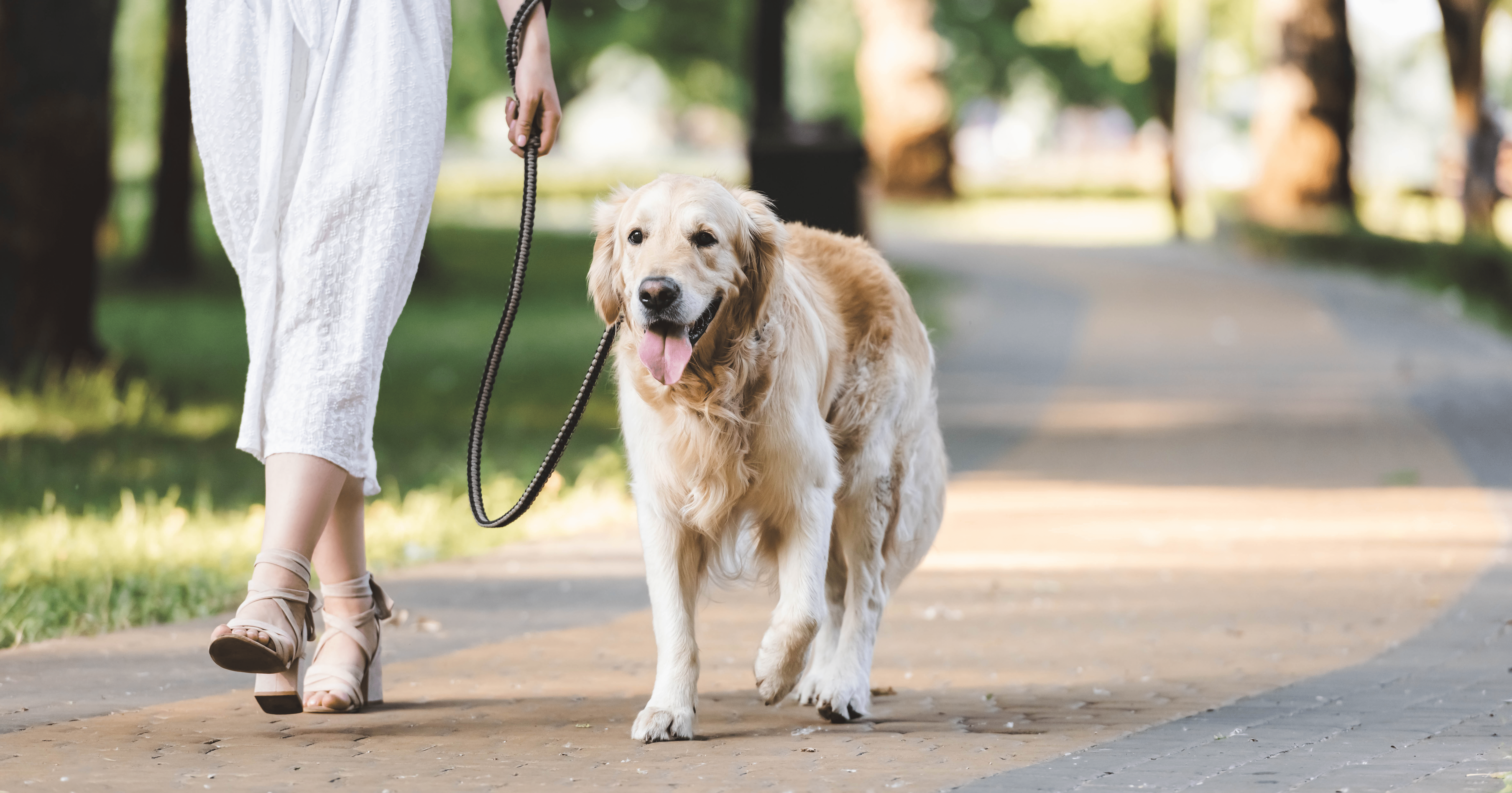Μέσω DNA θα εντοπίζονται οι κηδεμόνες που αφήνουν τα περιττώματα των σκύλων τους στο δρόμο