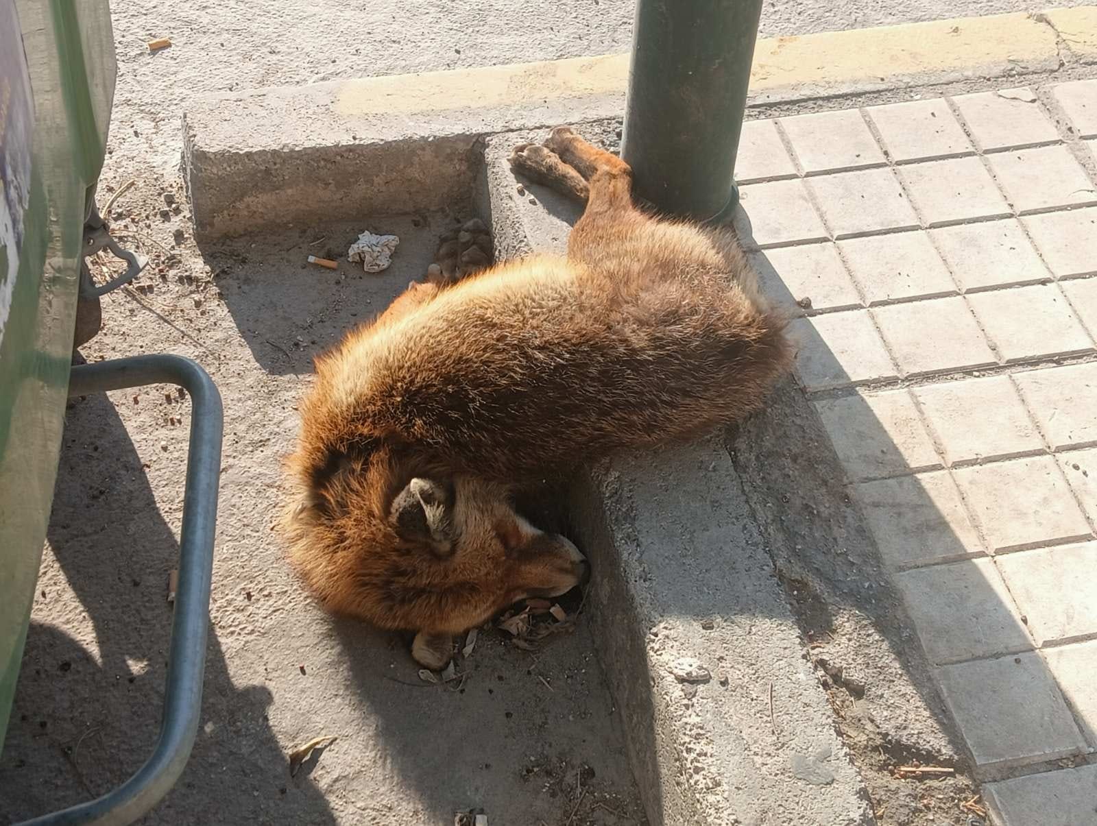 Νεκρή αλεπού βρέθηκε δίπλα στα σκουπίδια στην Παραλιακή