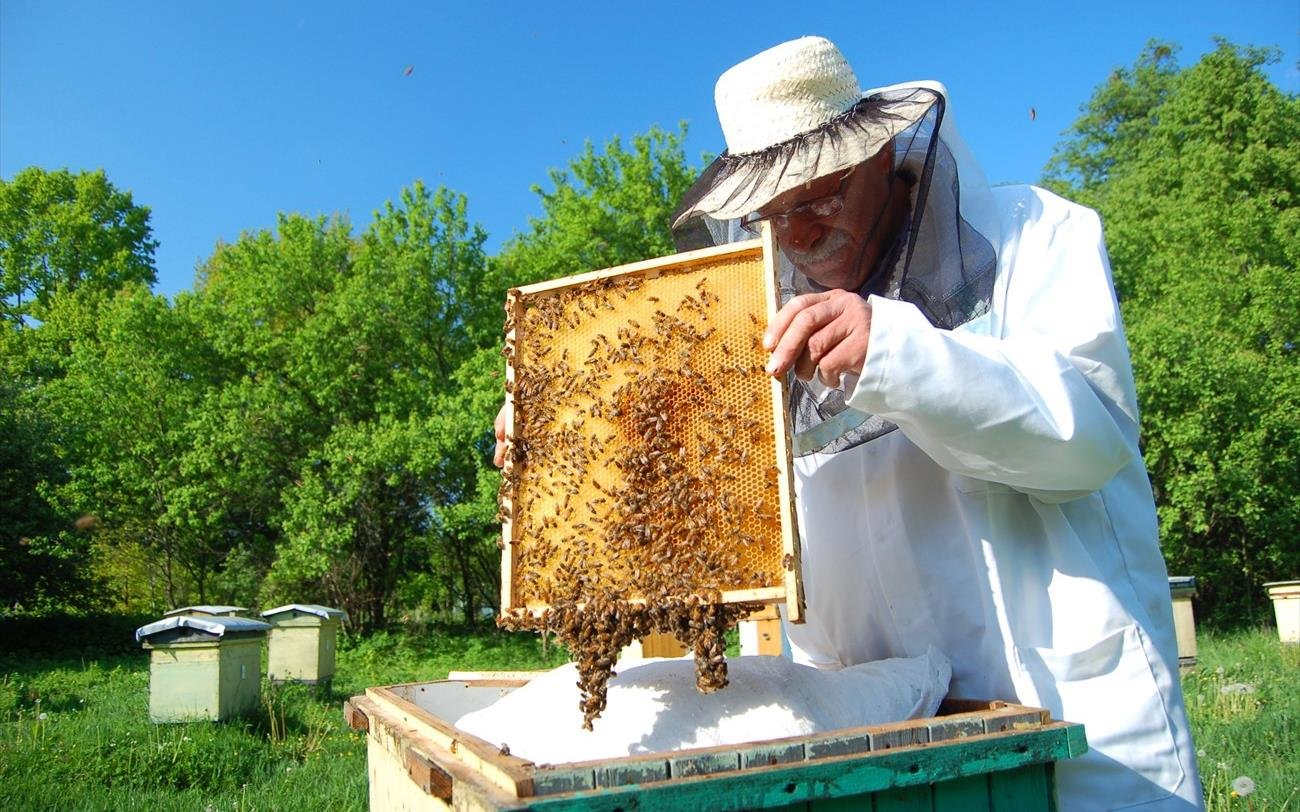 Χαλκιδική: Οι μελισσοκόμοι ζητούν να μπει φρένο στις ελληνοποιήσεις μελιού