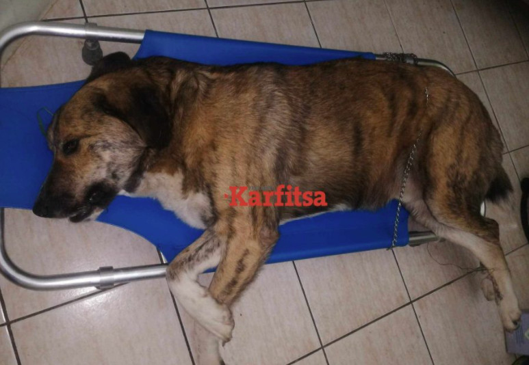 Νέα κτηνωδία: Πυροβόλησαν και σκότωσαν σκύλο στην Κατερίνη – Πάνω από 30 σκάγια στο σώμα του