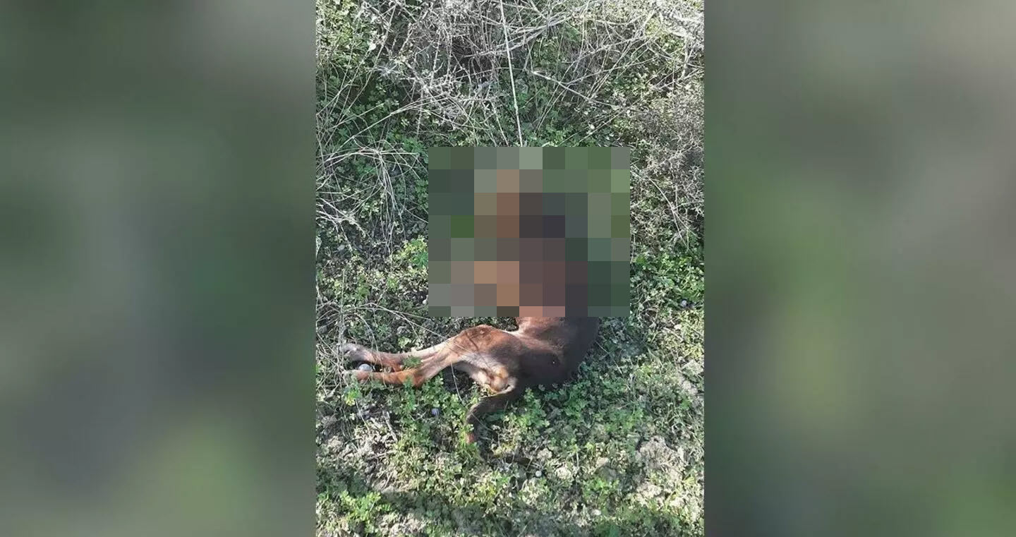 Ηράκλειο: Σοκ - Κρέμασαν σκύλο σε δέντρο