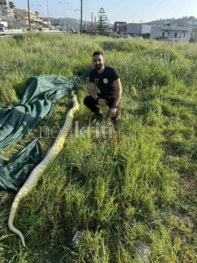 Σοκ για δύο άνδρες στο Ηράκλειο: Βρήκαν γιγάντιο πύθωνα σε χωράφι (φωτο)
