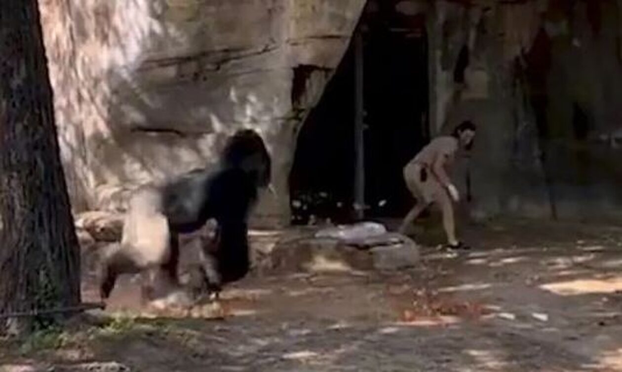 Τρομακτικό βίντεo: Η στιγμή της επίθεσης γορίλα σε φύλακες ζωολογικού κήπου