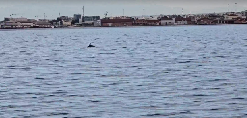 Θεσσαλονίκη: Δελφίνια έκαναν την εμφάνισή τους στον Θερμαϊκό Κόλπο (Βίντεο)