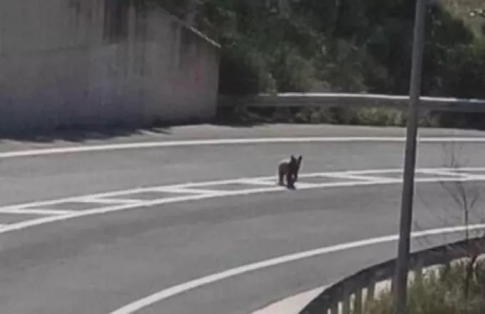 Αρκούδα κάνει αμέριμνη βόλτες στον κόμβο Μετσόβου (βίντεο)