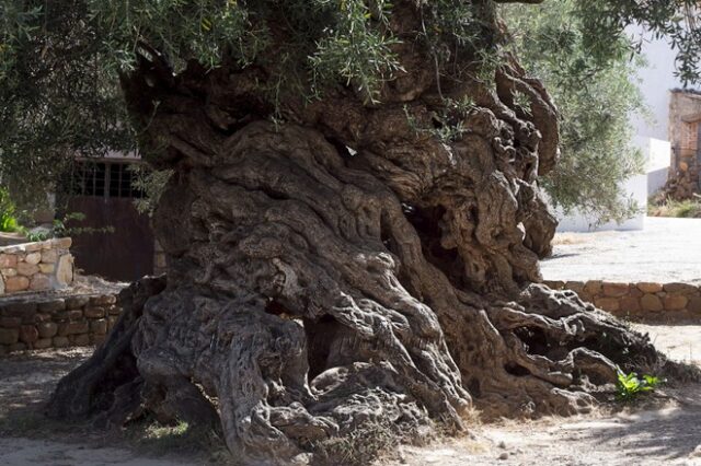 Ένα από τα γηραιότερα δέντρα του κόσμου βρίσκεται σε χωριό της Ελλάδας