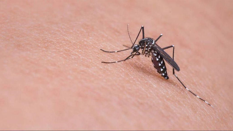 Μέτρα προσωπικής προστασίας από τα κουνούπια για τον ιό του Δυτικού Νείλου συστήνει ο Ιατρικός Σύλλογος Λάρισας